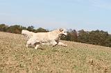 GOLDEN RETRIEVER 131